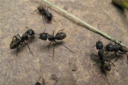 突然出現很多螞蟻 農曆6月6日是什麼日子